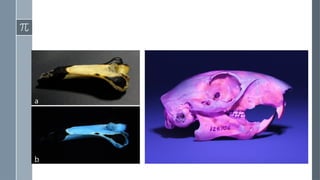 forensic examination of bone: practical class | PPTX