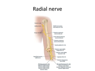 Examination of individual muscles and nerves of upper limb | PPTX