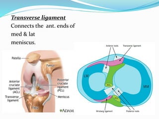Transverse ligament
Connects the ant. ends of
med & lat
meniscus.
 
