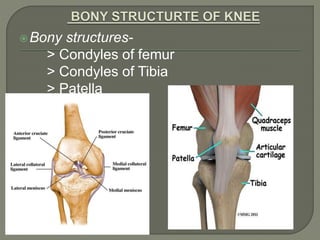 Bony structures-
> Condyles of femur
> Condyles of Tibia
> Patella
 