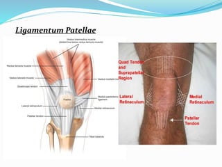 Ligamentum Patellae
 