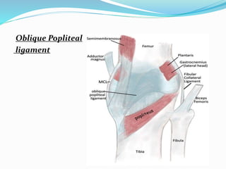 Oblique Popliteal
ligament
 