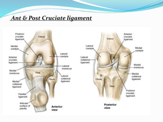 Ant & Post Cruciate ligament
 