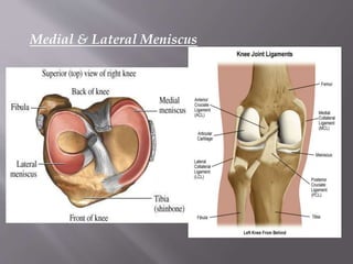 Medial & Lateral Meniscus
 