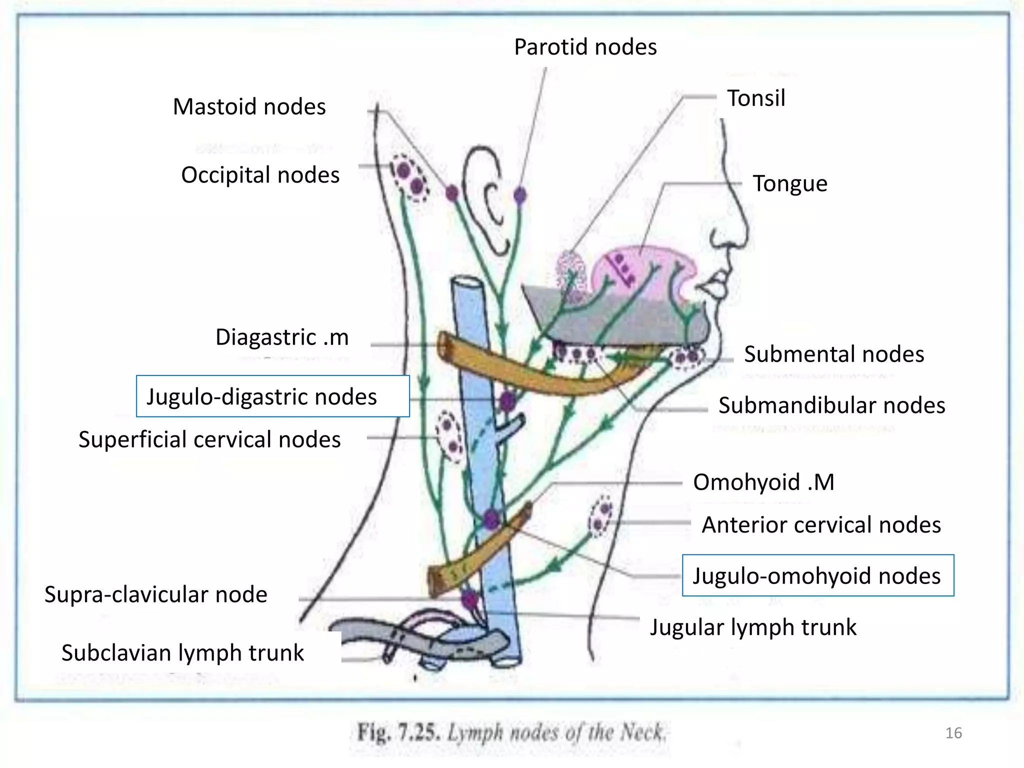 Examination Of Lymph Nodes Of Head And Neck PPTX
