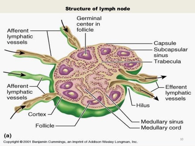 lymph nodes examination of lymph nodes of and neck lymph nodes examination of lymph nodes of and neck