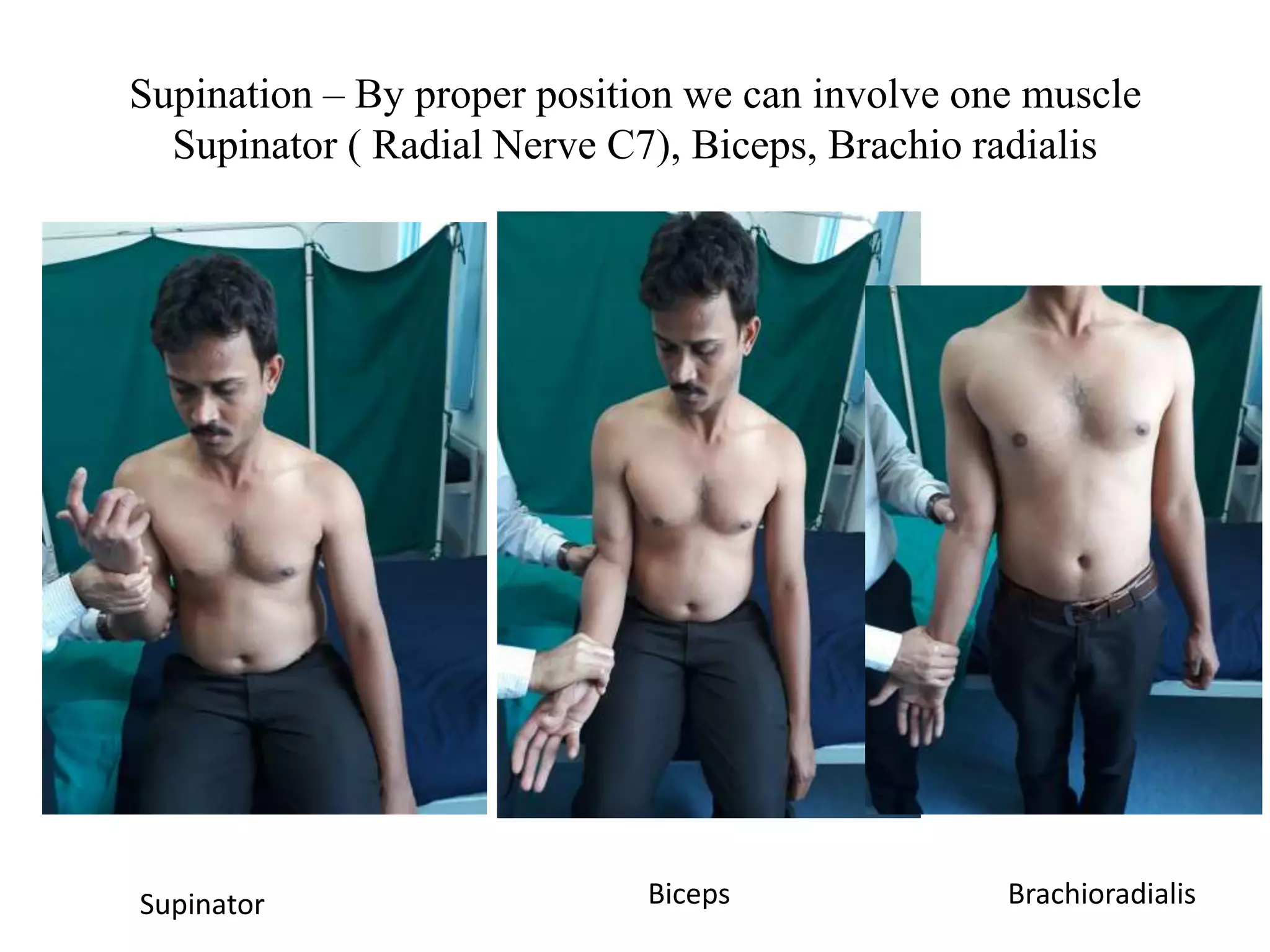 Supination – By proper position we can involve one muscle
Supinator ( Radial Nerve C7), Biceps, Brachio radialis
Supinator Biceps Brachioradialis
 