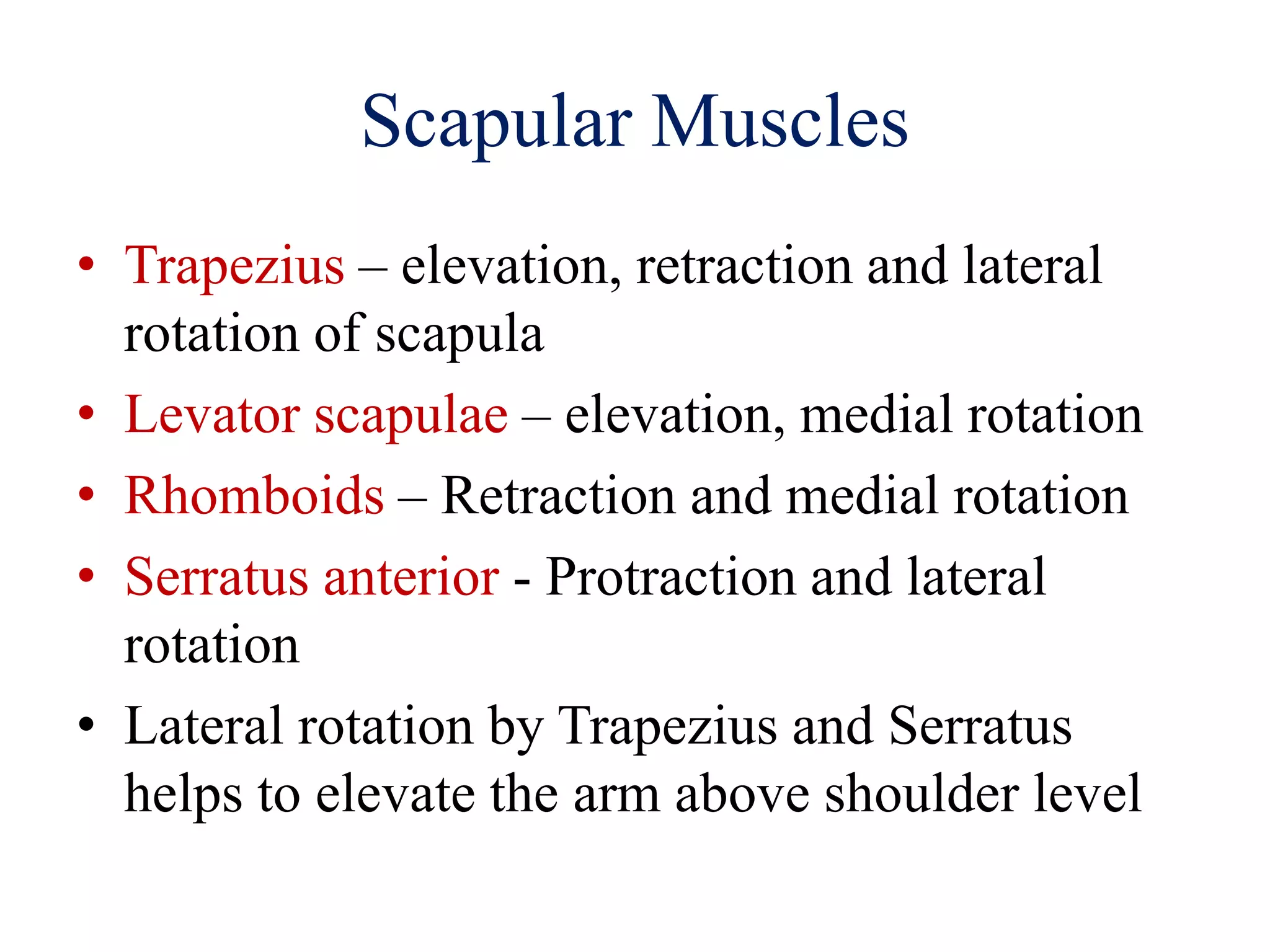 Scapular Muscles
• Trapezius – elevation, retraction and lateral
rotation of scapula
• Levator scapulae – elevation, medial rotation
• Rhomboids – Retraction and medial rotation
• Serratus anterior - Protraction and lateral
rotation
• Lateral rotation by Trapezius and Serratus
helps to elevate the arm above shoulder level
 