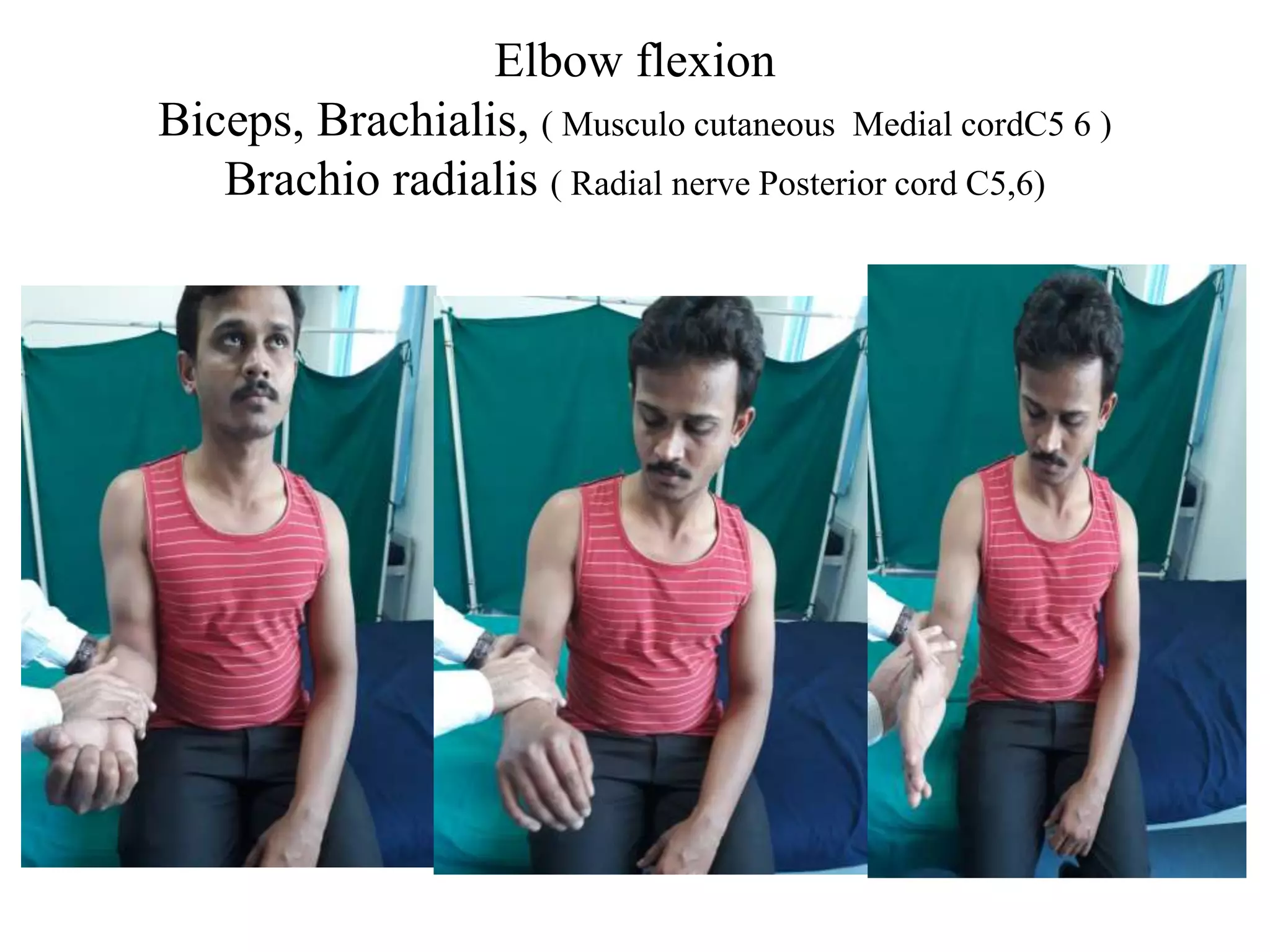 Elbow flexion
Biceps, Brachialis, ( Musculo cutaneous Medial cordC5 6 )
Brachio radialis ( Radial nerve Posterior cord C5,6)
 