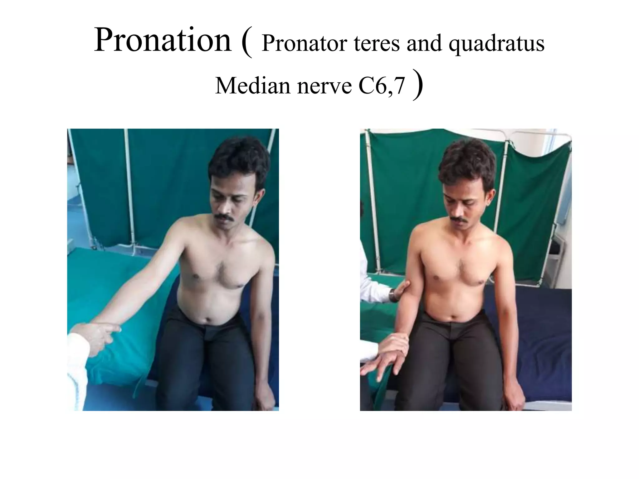 Pronation ( Pronator teres and quadratus
Median nerve C6,7 )
 