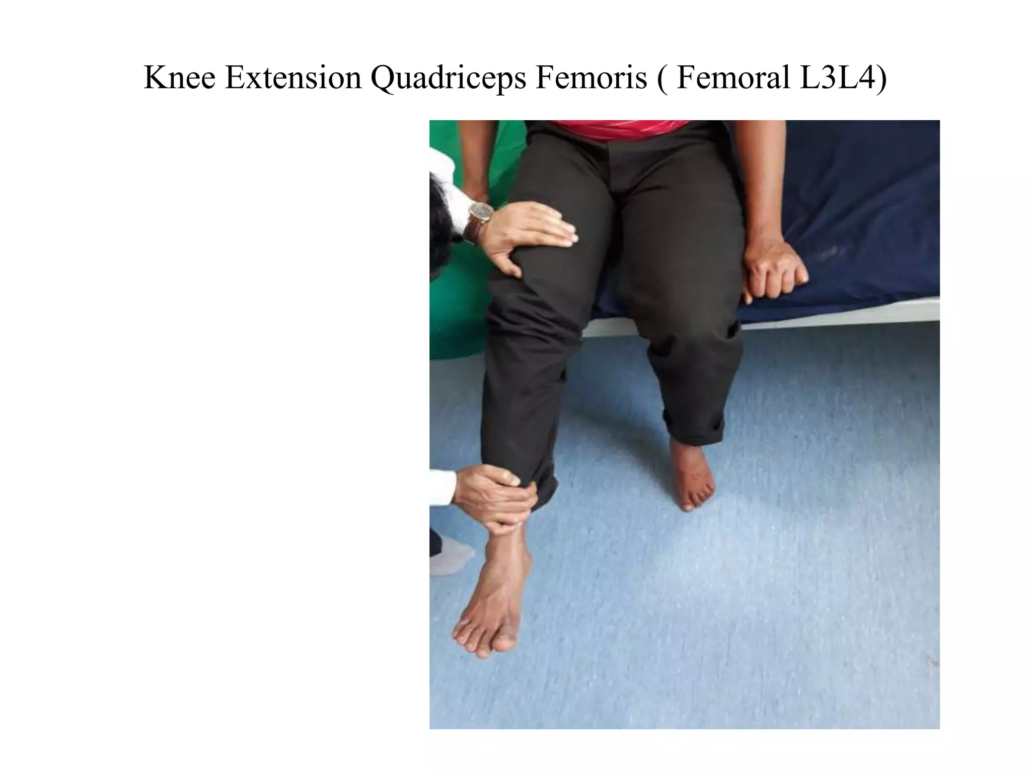 Knee Extension Quadriceps Femoris ( Femoral L3L4)
 