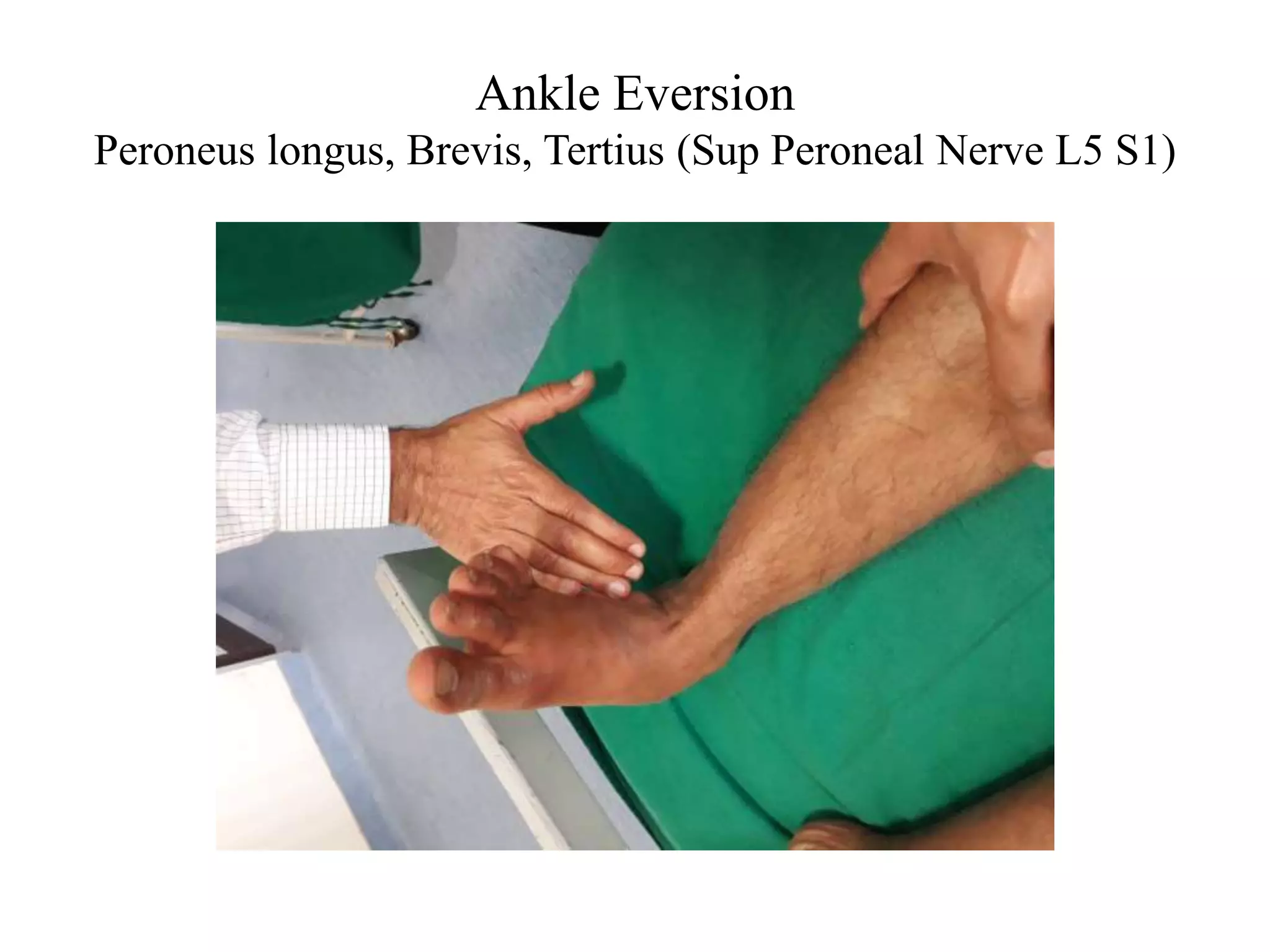 Ankle Eversion
Peroneus longus, Brevis, Tertius (Sup Peroneal Nerve L5 S1)
 