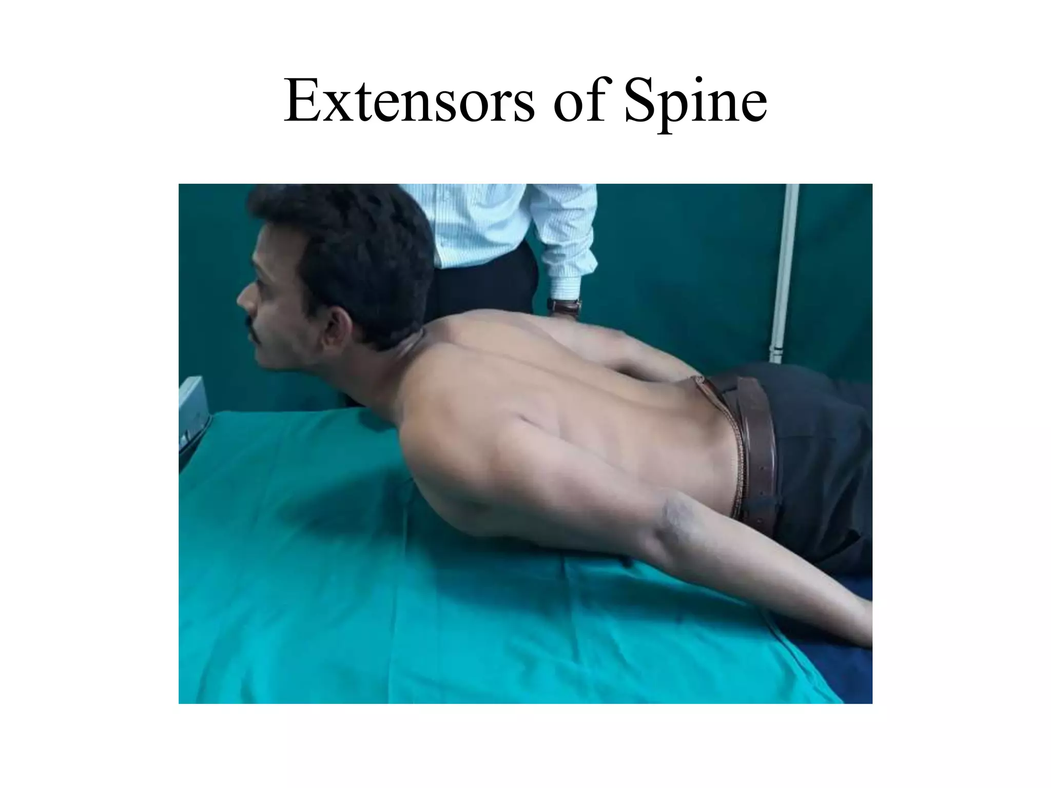 Extensors of Spine
 