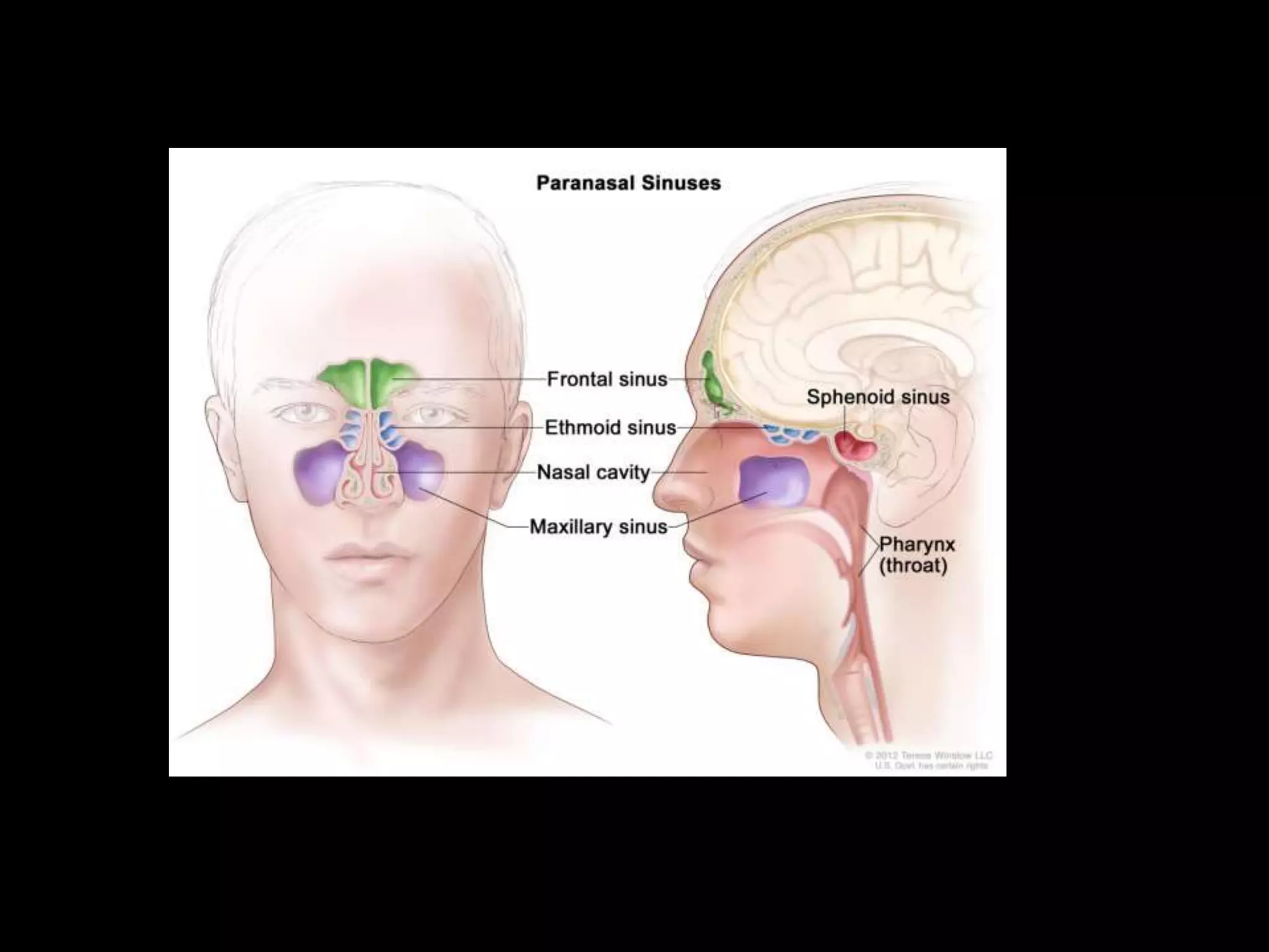 Examination of nose | PPTX