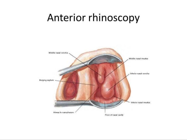 Image Result For Anatomy Of The Mouth And Nose