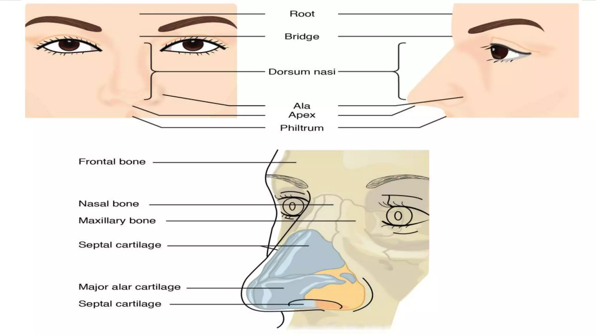 Examination of nose | PPTX