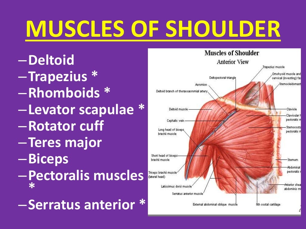 Examination of shoulder