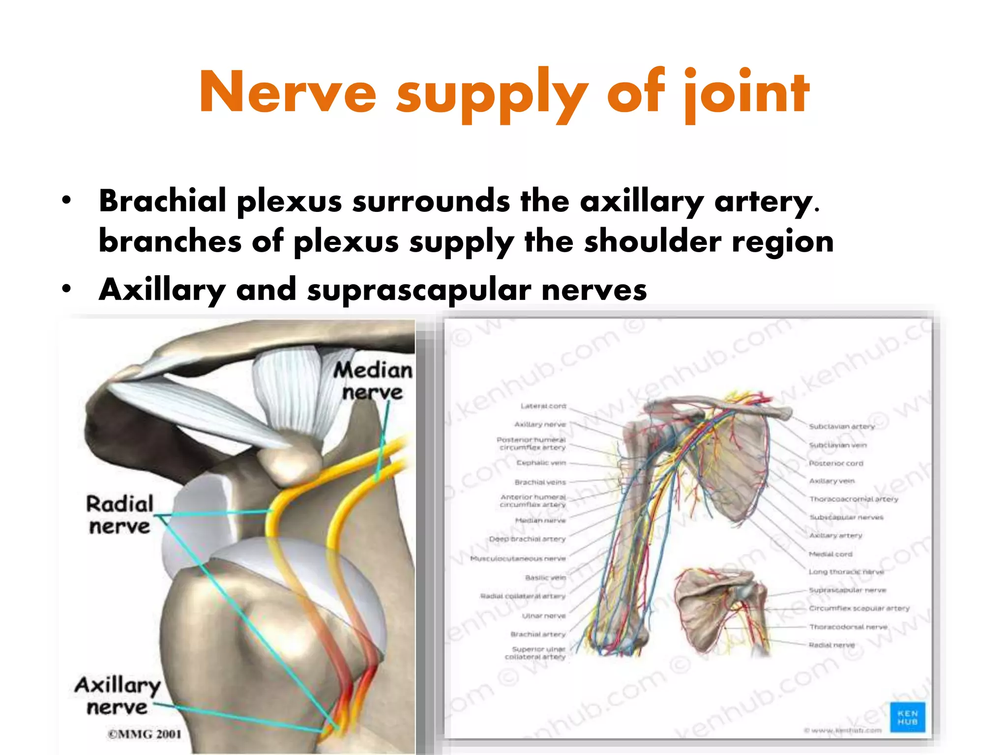 Nerve supply of joint
• Brachial plexus surrounds the axillary artery.
branches of plexus supply the shoulder region
• Axillary and suprascapular nerves
 