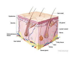 Examination of skin | PPTX
