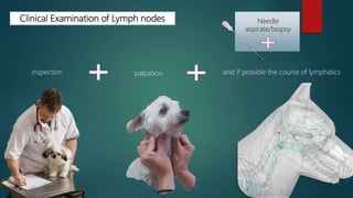 Clinical Examination of Lymph nodes
inspection palpation and if possible the course of lymphatics
Needle
aspirate/biopsy
 
