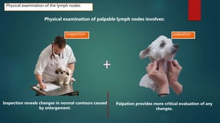 Physical examination of the lymph nodes
Physical examination of palpable lymph nodes involves:
palpation
Inspection reveals changes in normal contours caused
by enlargement.
Palpation provides more critical evaluation of any
changes.
inspection
 