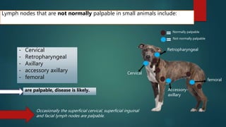 Occasionally the superficial cervical, superficial inguinal
and facial lymph nodes are palpable.
Lymph nodes that are not normally palpable in small animals include:
- Cervical
- Retropharyngeal
- Axillary
- accessory axillary
- femoral
Retropharyngeal
Accessory-
axillary
femoral
are palpable, disease is likely.
Cervical
Normally palpable
Not normally palpable
 