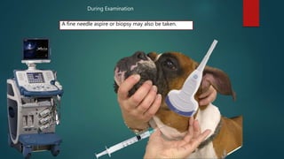 A fine needle aspire or biopsy may also be taken.
During Examination
 