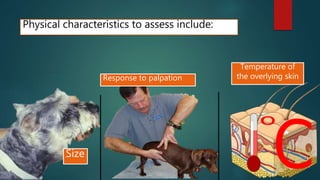 Physical characteristics to assess include:
Size
Response to palpation
Temperature of
the overlying skin
 