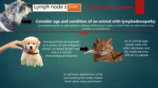 Lymph node size
Consider age and condition of an animal with lymphadenopathy
(Lymphadenopathy or adenopathy is disease of the lymph nodes, in which they are abnormal in size,
number, or consistency)
In cachectic patient loss of fat
surrounding the nodes makes
them seem more prominent
Size
Young animals are exposed
to a variety of new antigenic
stimuli, increased lymph node
size is a normal
immunological response
As an animal ages
lymph node size
often decreases and
the nodes become
difficult to palpate
Why?
Animal-Age + Condition
 