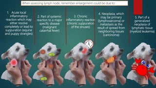 5. Part of a
generalized
neoplasia of
lymphatic tissue
(myeloid leukemia)
1. Acute local
inflammatory
reaction which may
either resolve
completely or lead to
suppuration (equine
and puppy strangles)
2. Part of systemic
reaction to a major
specific disease
(malignant
catarrhal fever)
3. Chronic
inflammatory reaction
(chronic suppuration
of the sinuses)
4. Neoplasia, which
may be primary
(lymphosarcoma) or
metastasis as the
result of spread from
neighboring tissues
(caricinoma)
When assessing lymph node, remember enlargement could be due to:
 