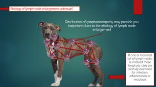 Etiology of lymph node enlargement unknown?
Distribution of lymphadenopathy may provide you
important clues to the etiology of lymph node
enlargement
If one or localized
set of lymph nodes
is involved these
lymphatic sites are
carefully examined
for infection,
inflammation or
neoplasia
 