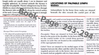 Examination of superficial lymph nodes in dogs and cat
