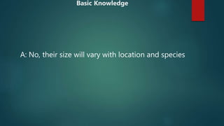 A: No, their size will vary with location and species
Basic Knowledge
 