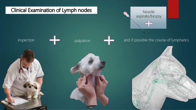 Examination of superficial lymph nodes in dogs and cat