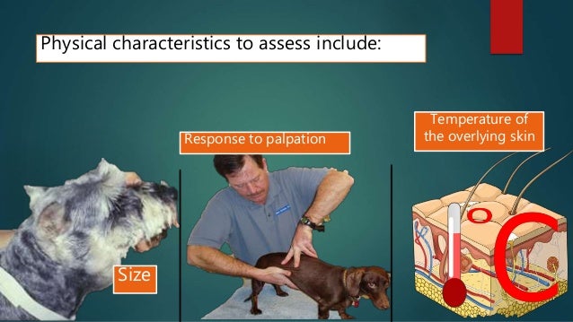 Examination of superficial lymph nodes in dogs and cat