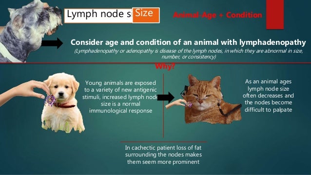 Examination of superficial lymph nodes in dogs and cat