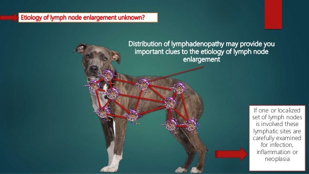 dog lymph nodes dog lymph nodes