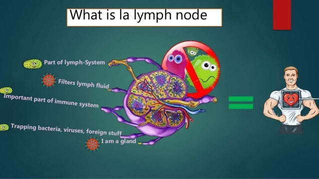 Examination of superficial lymph nodes in dogs and cat