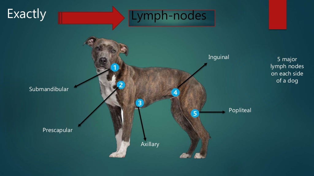 Lymph Nodes Of Dogs