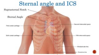 Sternal angle and ICS
Suprasternal Notch
Sternal Angle
 
