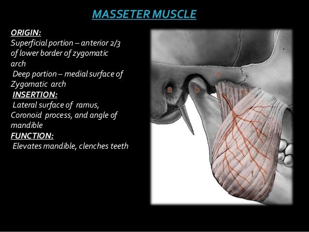 Examination of tmj &muscles of mastication (2)