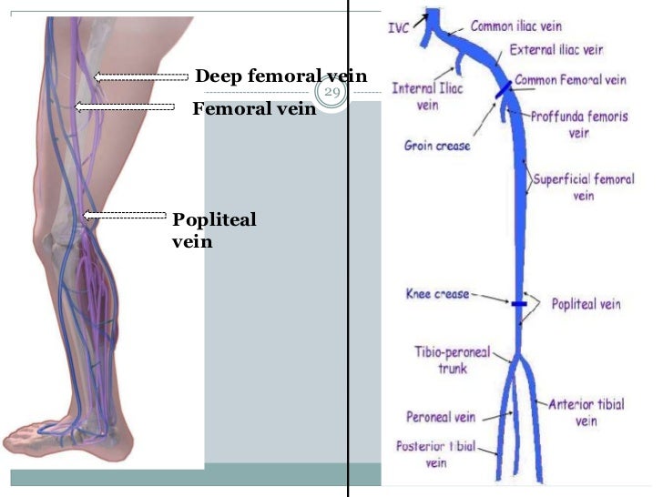Examination of vascular disorder by Dr Min