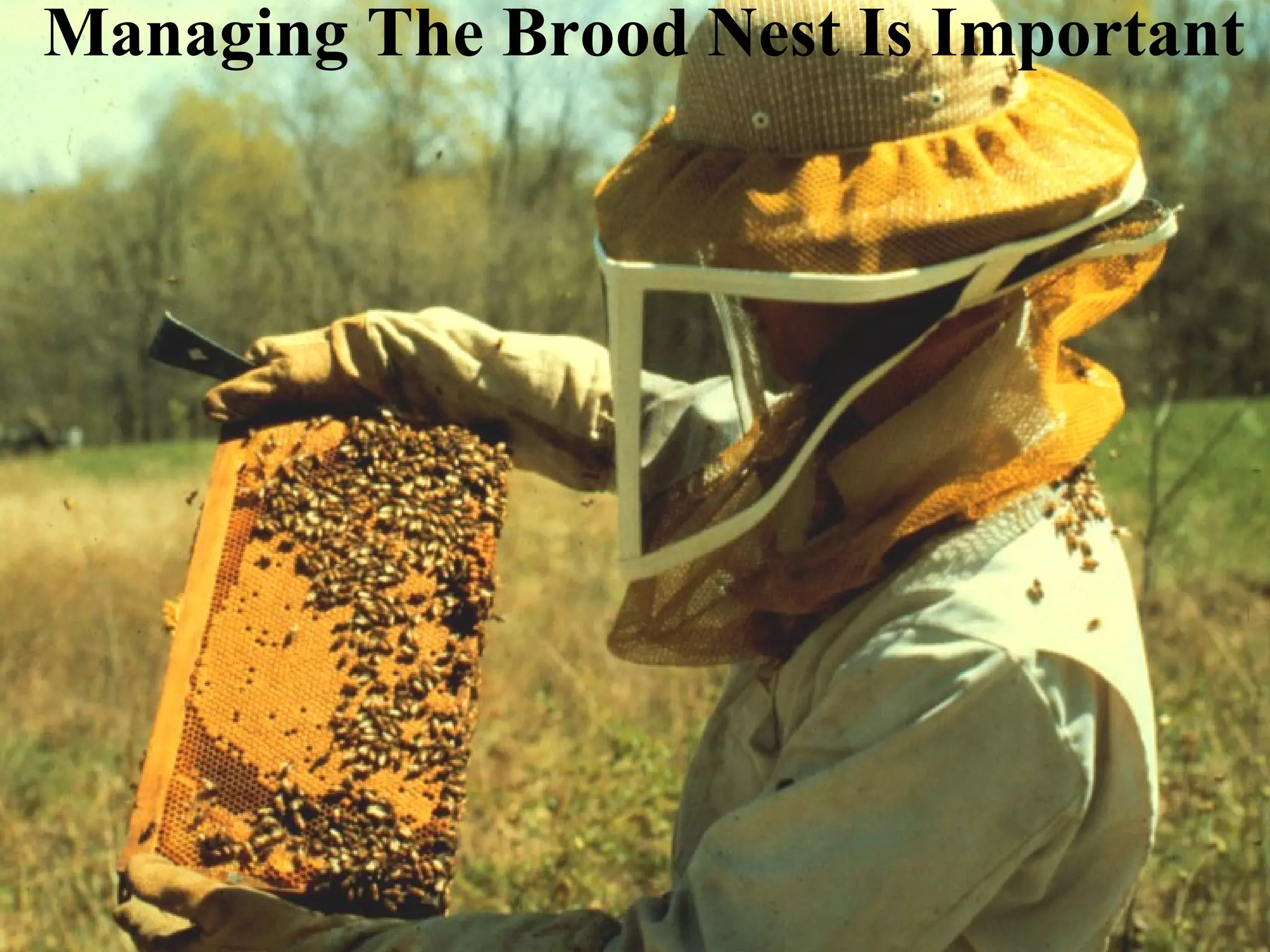 Managing The Brood Nest Is Important
 