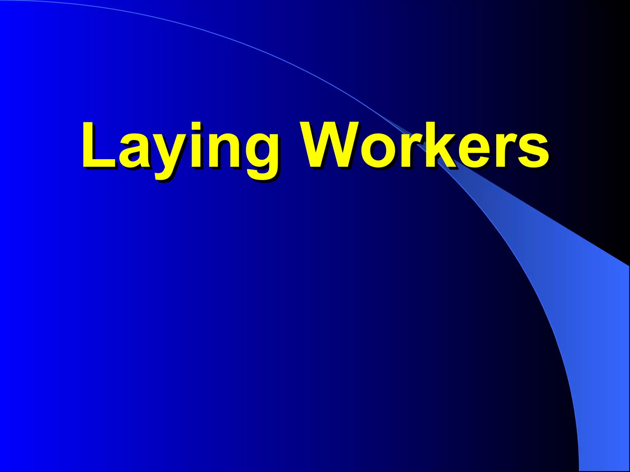 Laying Workers
 