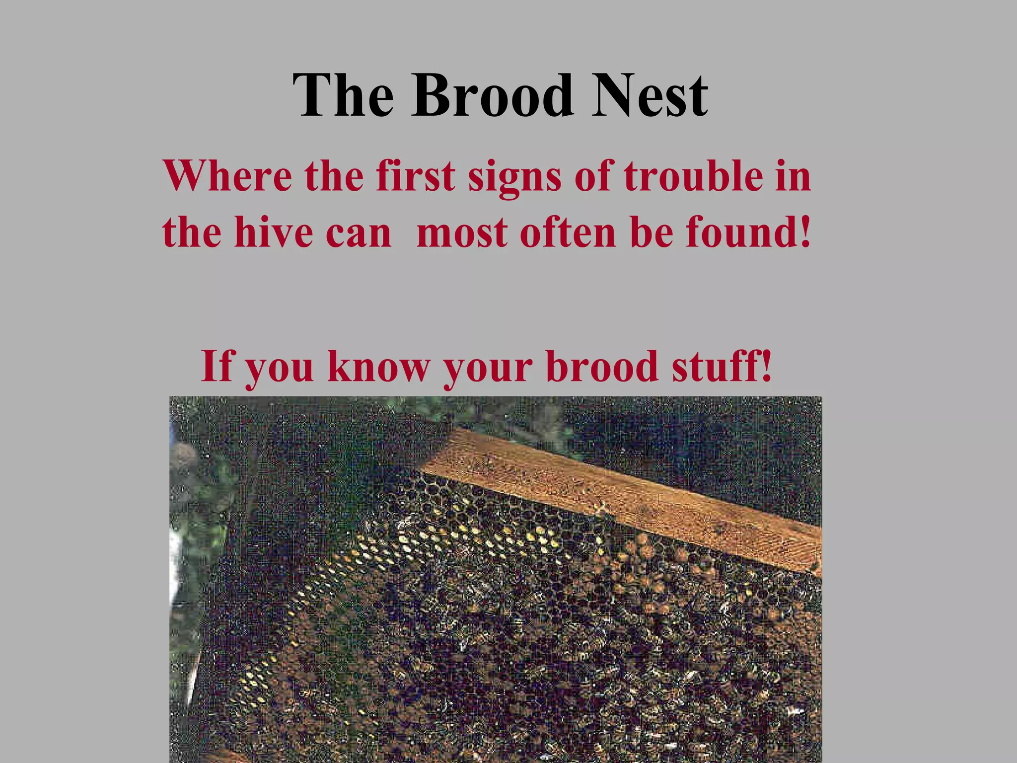 The Brood Nest
Where the first signs of trouble in
the hive can most often be found!

  If you know your brood stuff!
 