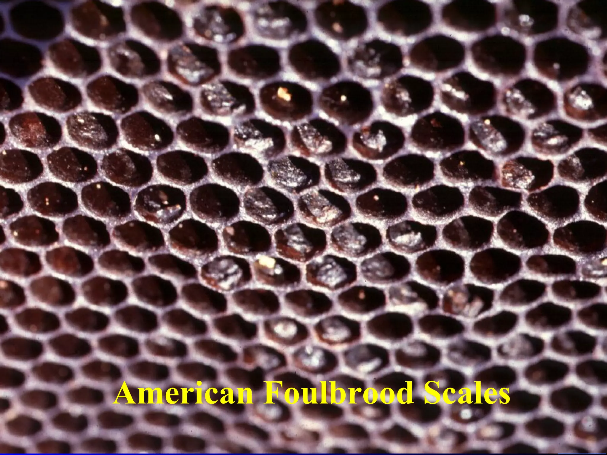 American Foulbrood Scales
 
