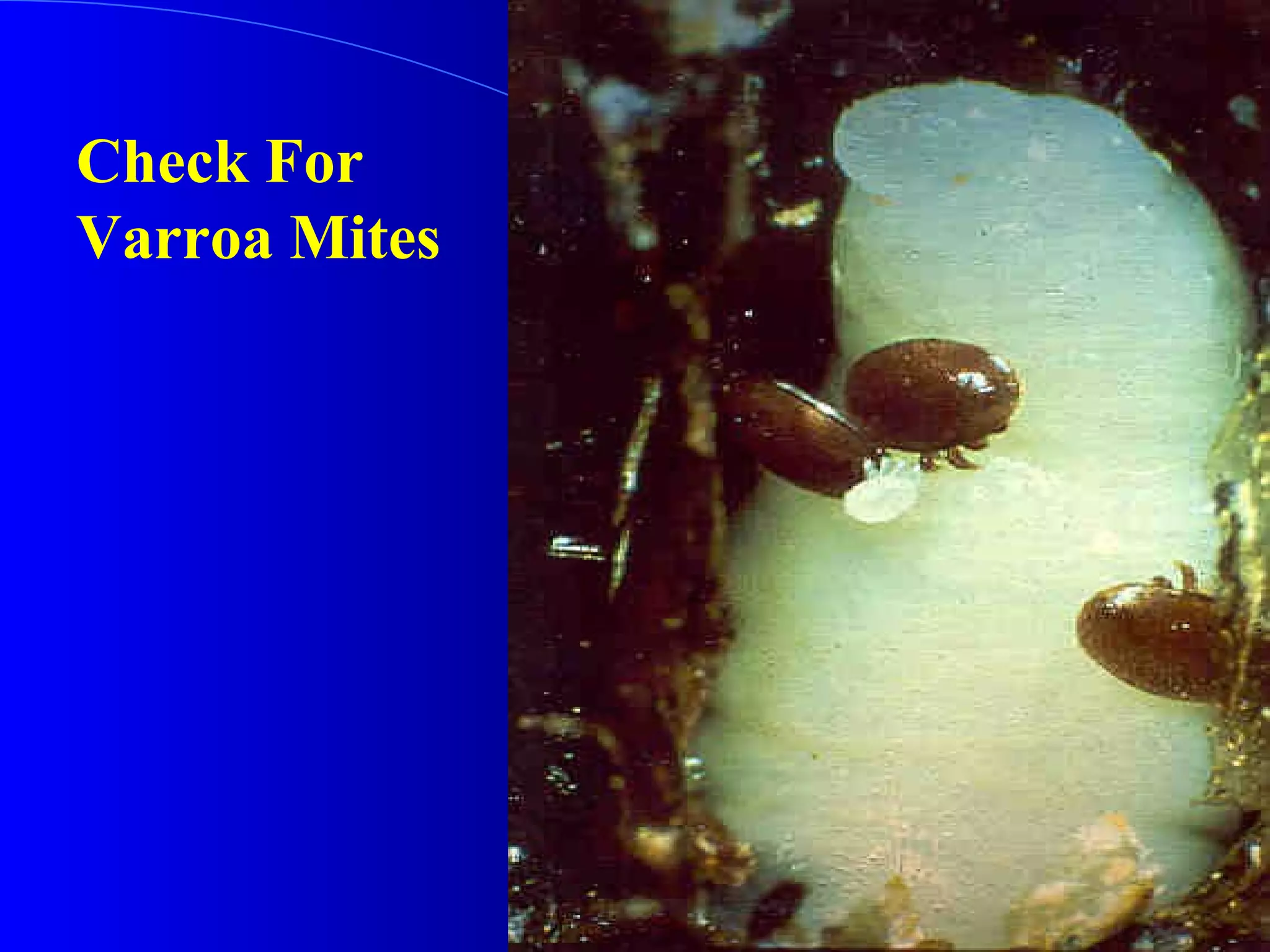 Check For
Varroa Mites
 