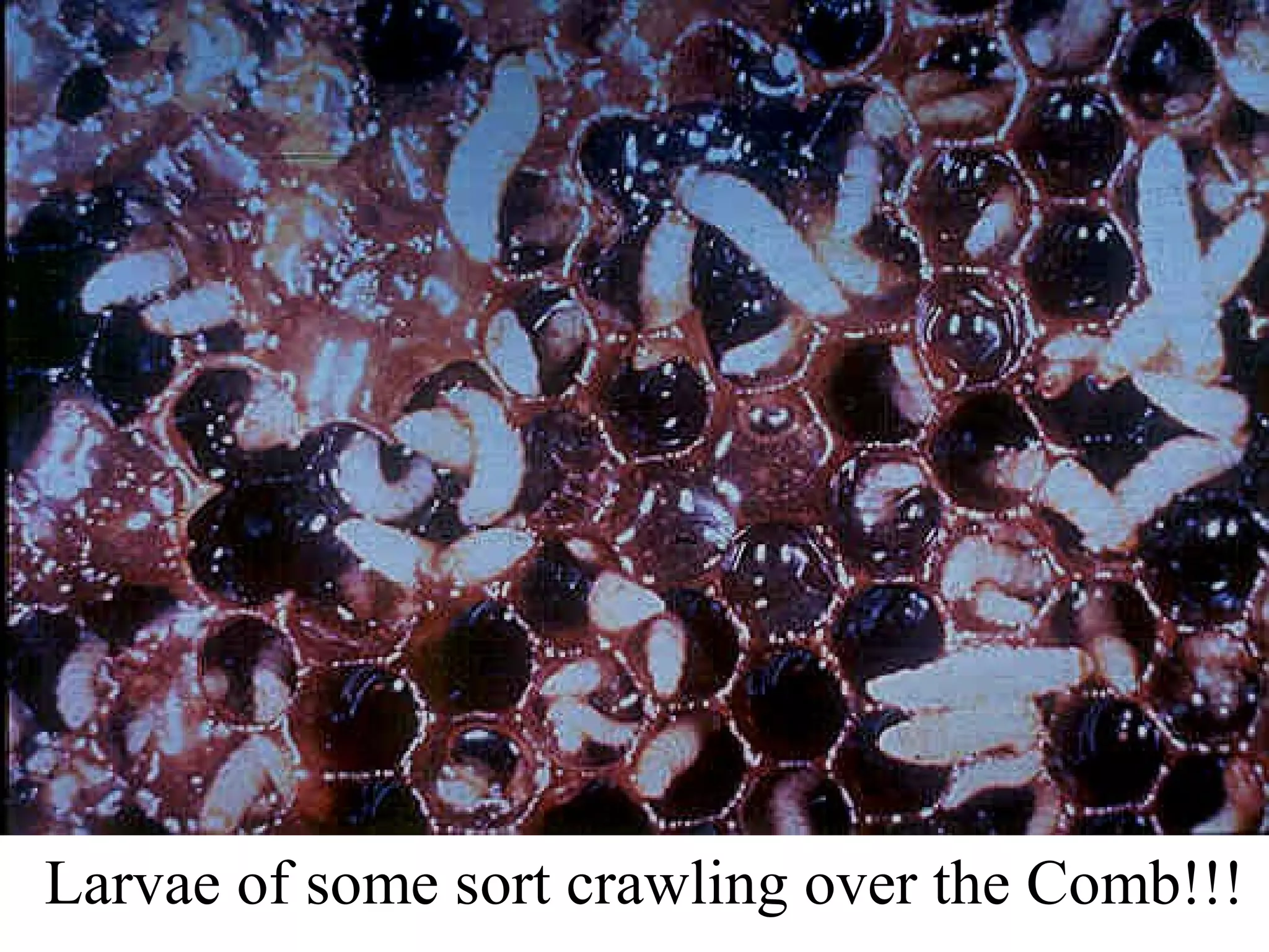 Larvae of some sort crawling over the Comb!!!
 