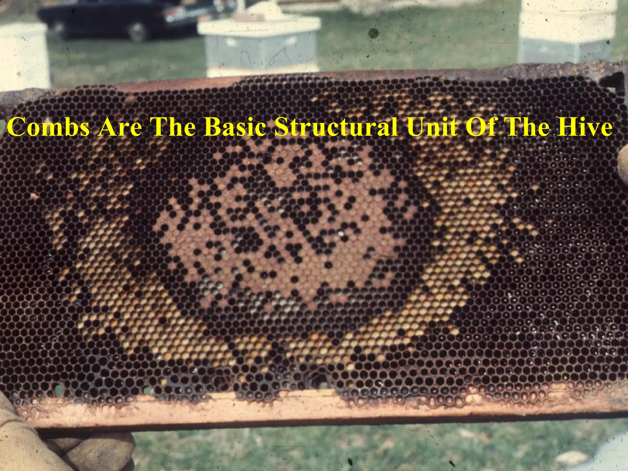 Combs Are The Basic Structural Unit Of The Hive
 