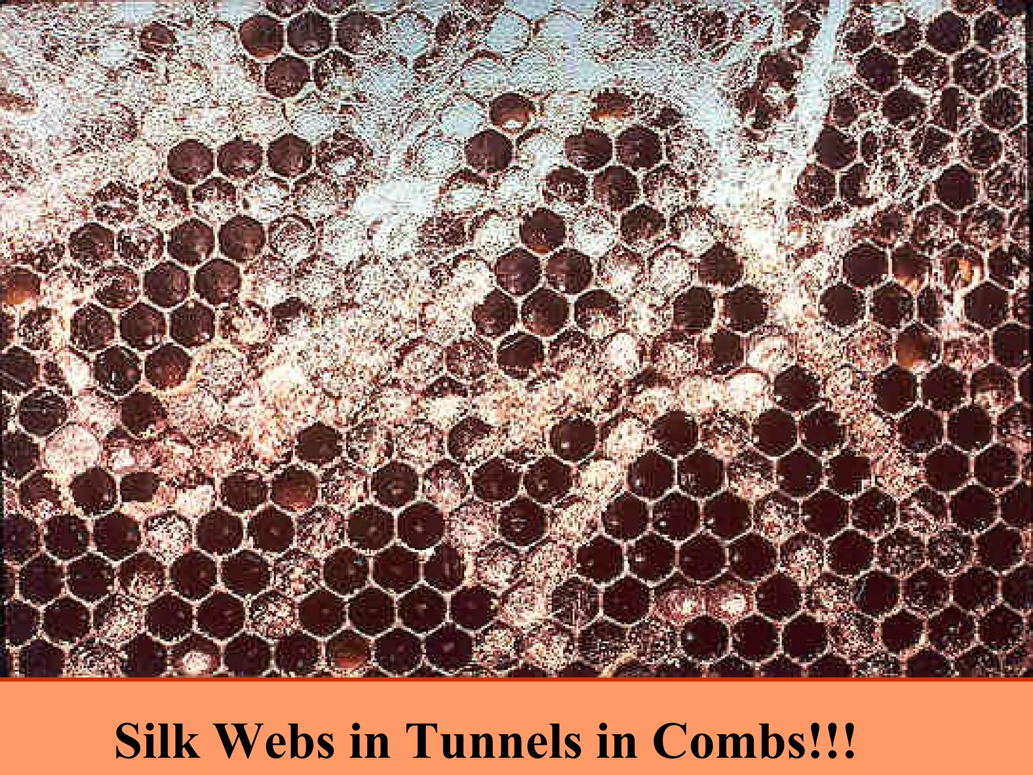 Silk Webs in Tunnels in Combs!!!
 